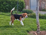 Chiot Beagle mâle non LOF à vendre né en septembre 2025