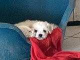 Chiot femelle Bichon Maltais non LOF disponible, né en avril 2026