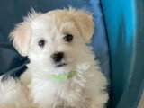 Chiot femelle Bichon Maltais non LOF disponible, né en avril 2026