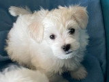 Chiot femelle Bichon Maltais non LOF disponible, né en avril 2026
