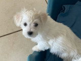 Chiot femelle Bichon Maltais non LOF disponible, né en avril 2026