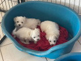 Chiot femelle Bichon Maltais non LOF disponible, né en avril 2026