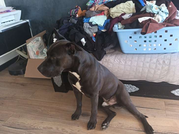 Chien adulte croisé mâle à donner