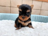 Portée de 4 Yorkshire Terrier toy à réserver non LOF mai 2026