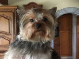 Portée de 4 Yorkshire Terrier toy à réserver non LOF mai 2026