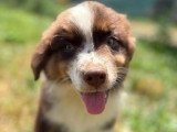 4 chiots Berger Australien rouge tricolore mâles non LOF à vendre