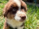 4 chiots Berger Australien rouge tricolore mâles non LOF à vendre