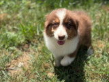 4 chiots Berger Australien rouge tricolore mâles non LOF à vendre