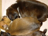 Petits Mâles