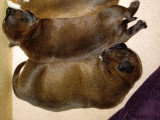 Petits Mâles