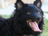 Chien Spitz Loup de 4 ans au pelage noir disponible à l'adoption