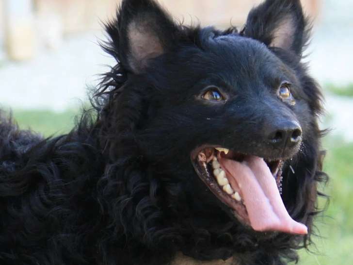 Chien Spitz Loup de 4 ans au pelage noir disponible à l'adoption