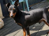 Chien Pinscher Nain de 4 ans au pelage noir et feu en attente d'un foyer