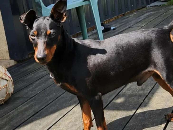 Chien Pinscher Nain de 4 ans au pelage noir et feu en attente d'un foyer