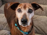 Chien Pinscher Nain de 7 ans au pelage marron prêt pour l'adoption