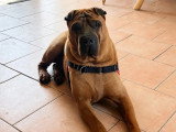 Chien Shar Pei de 7 ans au pelage marron en quête d'un foyer
