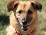 Chienne de 5 ans au pelage fauve disponible à l'adoption