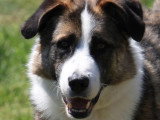 Chien de 5 ans au pelage gris et blanc à la recherche d'une famille