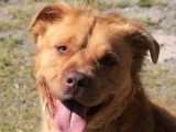 Chien de 3 ans en attente d'un foyer