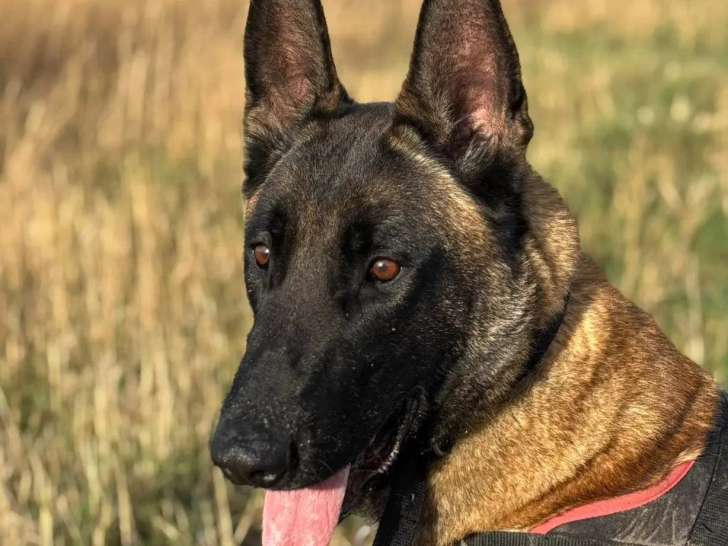 Chien Berger Malinois de 3 ans au pelage fauve charbonné prêt pour l'adoption