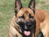 Chien Berger Malinois de 6 ans au pelage fauve charbonné en attente d'adoption