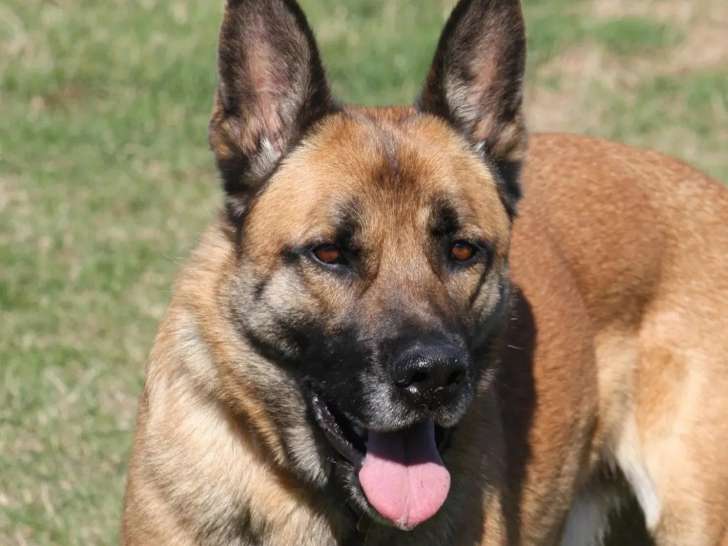 Chien Berger Malinois de 6 ans au pelage fauve charbonné en attente d'adoption