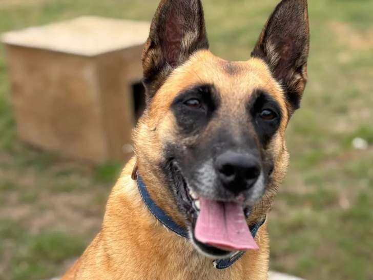 Chienne Berger Malinois de 3 ans au pelage fauve charbonné en quête d'un foyer