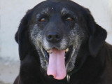 Chienne Labrador de 10 ans au pelage noir disponible à l'adoption