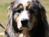Chien Berger Australien de 6 ans au pelage bleu merle en attente d'adoption