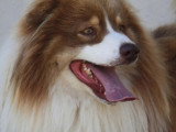 Chien de 3 ans au pelage tricolore disponible à l'adoption