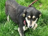 Chienne de 5 ans disponible à l'adoption