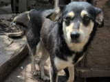Chienne de 5 ans disponible à l'adoption