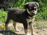Chiot femelle de 4 mois en attente d'un foyer