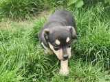Chiot femelle de 4 mois en attente d'un foyer