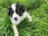 Chiot mâle de 4 mois en attente d'adoption
