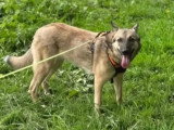Chienne d'un an en quête d'un foyer