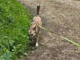 Chienne d'un an en quête d'un foyer
