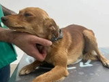 Chienne d'un an au pelage sable disponible à l'adoption