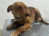 Chienne d'un an au pelage sable disponible à l'adoption