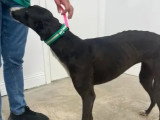 Chienne Galgo d’un an à la recherche d'une famille