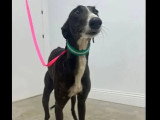 Chienne Galgo d’un an à la recherche d'une famille