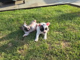Chiots Bouledogue Français à vendre