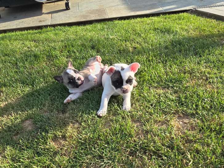 Chiots Bouledogue Français à vendre