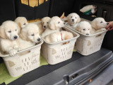 Chiots Golden Retriever LOF à réserver pour fin juillet 2026