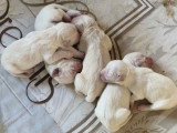 Chiots Golden Retriever LOF à réserver pour fin juillet 2026