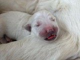 Chiots Golden Retriever LOF à réserver pour fin juillet 2026