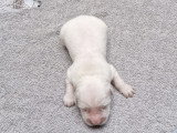 Chiots Golden Retriever LOF à réserver pour fin juillet 2026