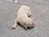 Chiots Golden Retriever LOF à réserver pour fin juillet 2026