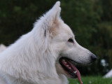 Mâle Berger Blanc Suisse pour saillie
