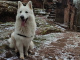 Mâle Berger Blanc Suisse pour saillie